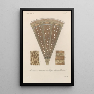 Franois Hrincq - Traite de botanique generale Pl030.webp