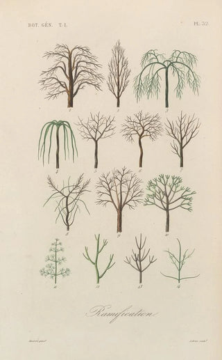 Franois Hrincq - Traite de botanique generale Pl033.webp