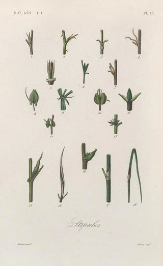 Franois Hrincq - Traite de botanique generale Pl046.webp
