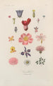 Traité de botanique générale Pl056 - François Hérincq — vista dell’opera