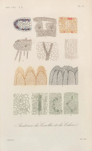 Franois Hrincq - Traite de botanique generale Pl057.webp
