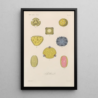 Franois Hrincq - Traite de botanique generale Pl064.webp