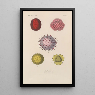 Franois Hrincq - Traite de botanique generale Pl065.webp