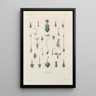 Franois Hrincq - Traite de botanique generale Pl069.webp