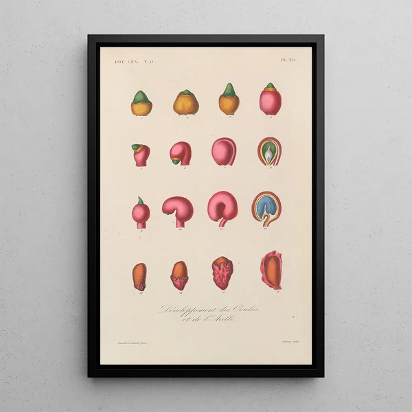 Franois Hrincq - Traite de botanique generale Pl071.webp