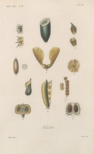 Franois Hrincq - Traite de botanique generale Pl073.webp