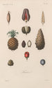 Traité de botanique générale Pl075 - François Hérincq — vista dell’opera