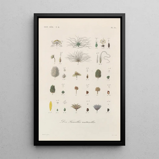 Franois Hrincq - Traite de botanique generale Pl086.webp