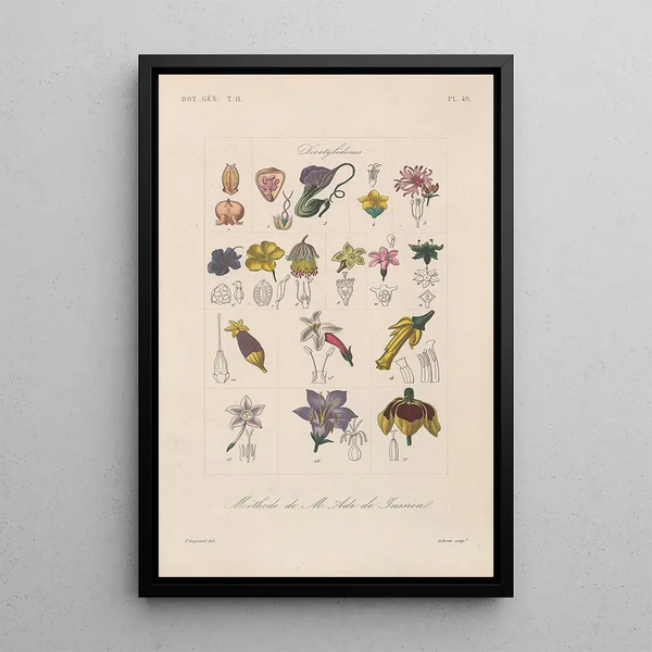 Franois Hrincq - Traite de botanique generale Pl100.webp