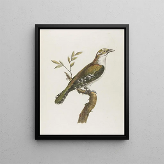 Franois Levaillant - Coulou vert dore.webp