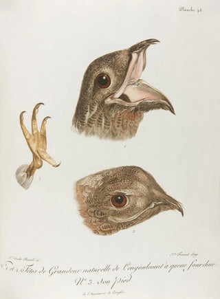 Franois Levaillant - No 1 et 2 Tetes de Grandeur naturelle de Lengoulevent.webp