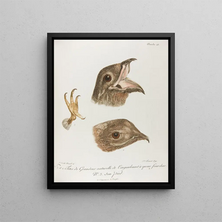 Franois Levaillant - No 1 et 2 Tetes de Grandeur naturelle de Lengoulevent.webp