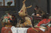 Natura morta con un cervo morto - Frans Snyders — vista dell’opera
