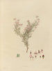 Disegno di piante esotiche coltivate nei giardini reali di Kew Pl05 - Franz Andreas Bauer — vista dell’opera