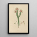 Disegno di piante esotiche coltivate nei giardini reali di Kew Pl06 - Franz Andreas Bauer — quadro incorniciato alla parete