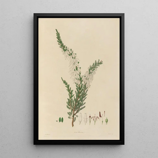 Franz Andreas Bauer - Delineations of exotick plants cultivated in the Royal gardens at Kew Pl07.webp