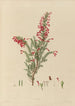 Disegno di piante esotiche coltivate nei giardini reali di Kew Pl13 - Franz Andreas Bauer — vista dell’opera