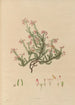 Disegno di piante esotiche coltivate nei giardini reali di Kew Pl17 - Franz Andreas Bauer — vista dell’opera