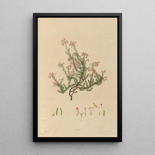 Franz Andreas Bauer - Delineations of exotick plants cultivated in the Royal gardens at Kew Pl17.webp