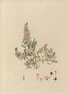 Disegno di piante esotiche coltivate nei giardini reali di Kew Pl18 - Franz Andreas Bauer — vista dell’opera