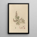 Disegno di piante esotiche coltivate nei giardini reali di Kew Pl18 - Franz Andreas Bauer — quadro incorniciato alla parete