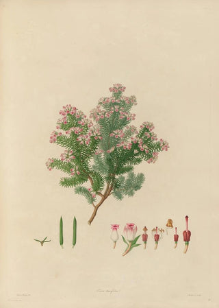Franz Andreas Bauer - Delineations of exotick plants cultivated in the Royal gardens at Kew Pl19.webp