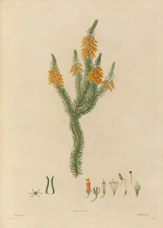 Franz Andreas Bauer - Delineations of exotick plants cultivated in the Royal gardens at Kew Pl24.webp