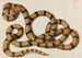 Serpente - Franz Anton von Scheidel — vista dell’opera