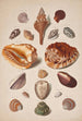 Planche d'illustrations avec coquillages - Franz Michael Regenfus — vista dell’opera