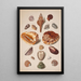 Planche d'illustrations avec coquillages - Franz Michael Regenfus — quadro incorniciato alla parete
