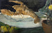 Natura morta con bombus - Franz Naager — vista dell’opera