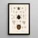 Arachnida Acaridea Pl 14 - Frederick DuCane Godman — quadro incorniciato alla parete