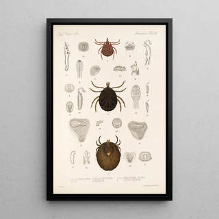 Frederick DuCane Godman - Arachnida Acaridea Pl 14.webp