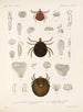 Arachnida Acaridea Pl 14 - Frederick DuCane Godman — vista dell’opera