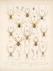 Arachnida Araneidea Pl 01 - Frederick DuCane Godman — vista dell’opera