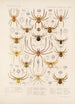 Arachnida Araneidea Pl 09 - Frederick DuCane Godman — vista dell’opera