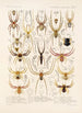 Arachnida Araneidea Pl 15 - Frederick DuCane Godman — vista dell’opera