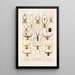 Arachnida Araneidea Pl 15 - Frederick DuCane Godman — quadro incorniciato alla parete