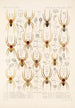 Arachnida Araneidea Pl 16 - Frederick DuCane Godman — vista dell’opera