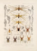 Arachnida Araneidea Pl 30 - Frederick DuCane Godman — vista dell’opera