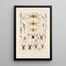 Arachnida Araneidea Pl 30 - Frederick DuCane Godman — quadro incorniciato alla parete