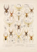 Arachnida Araneidea Pl 32 - Frederick DuCane Godman — vista dell’opera