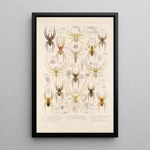 Frederick DuCane Godman - Arachnida Araneidea Pl 32.webp