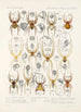 Arachnida Araneidea Pl 36 - Frederick DuCane Godman — vista dell’opera
