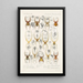 Arachnida Araneidea Pl 36 - Frederick DuCane Godman — quadro incorniciato alla parete
