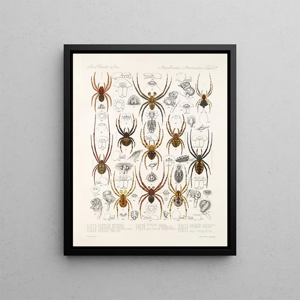 Frederick DuCane Godman - Arachnida Araneidea Pl 37.webp