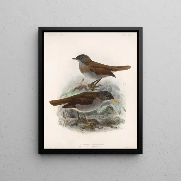 Aves Pl 01 - Frederick DuCane Godman — quadro incorniciato alla parete