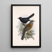 Aves Pl 03 - Frederick DuCane Godman — quadro incorniciato alla parete