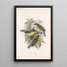 Aves Pl 08 - Frederick DuCane Godman — quadro incorniciato alla parete