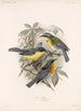Aves Pl 08 - Frederick DuCane Godman — vista dell’opera